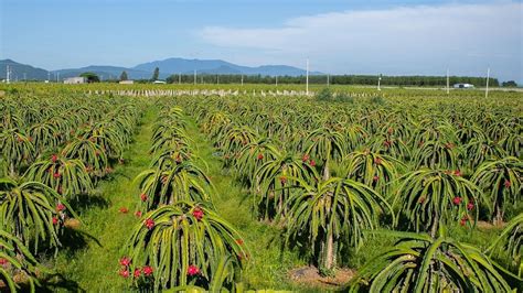 Sẽ thế nào nếu vườn thanh long trở thành điểm đến cực hot cho chuyến du lịch Tết 2024