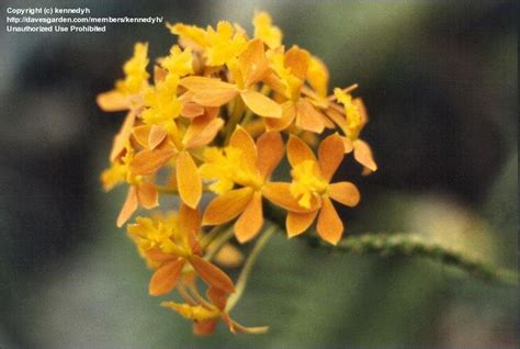 Plantfiles Pictures Species Natural Hybrid Orchid Epidendrum