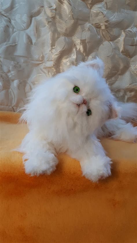 Cute Persian Cat Kitten