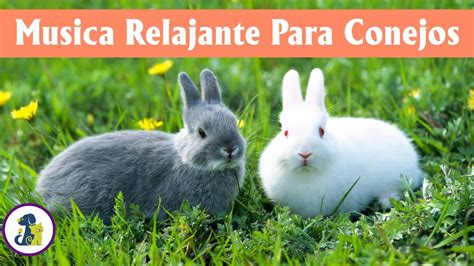 M Sica Relajante Para Conejos Musica Para Conejos M Sica Relajante