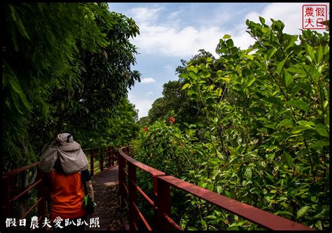 三灣遊程夏梨茶香農村體驗遊程茶香包diy採梨吃美食走秘境 假日農夫愛趴趴照