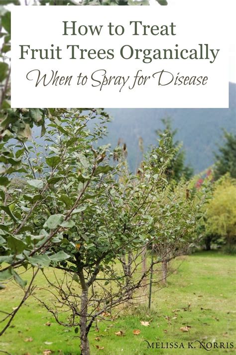 How To Treat Fruit Trees Organically When To Spray For Disease