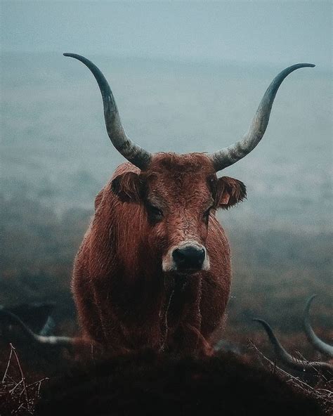 Pin de Joaquim Rodriguez Ibarz em Animals Gerês Parque nacional Raca