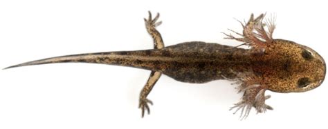 A Salamander's Diet: The Ultimate Guide - Mr. Amphibian