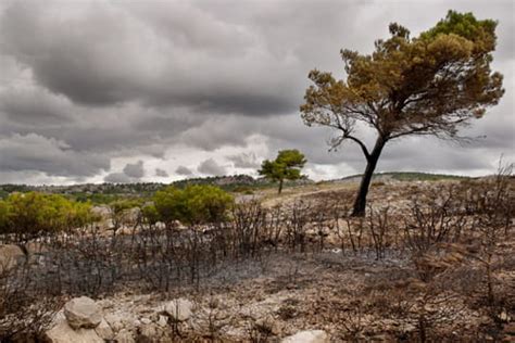 La forêt après l incendie