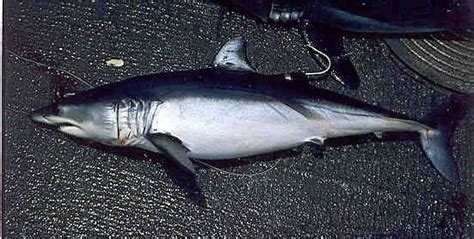 Isurus - Wikipedia