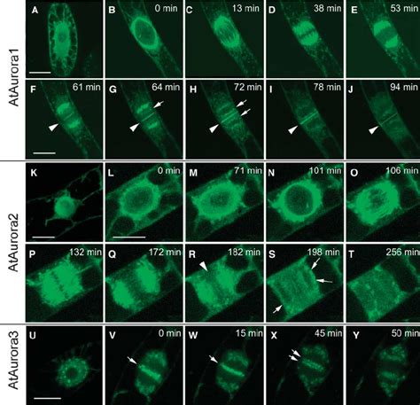 Subcellular Localization Of Gfp Tagged Ataurora1 Ataurora2 And