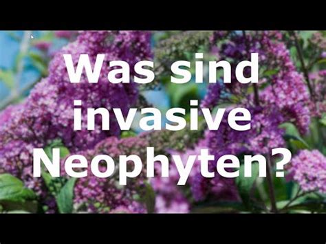 Was Sind Invasive Neophyten YouTube