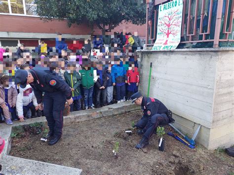 Quattro Piante Di Corbezzolo Nel Cortile Della Salvo D Acquisto CM Junior