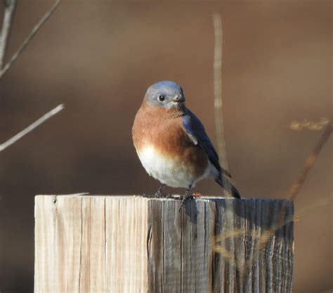 Eastern Bluebird Ewa Guide To The Birds Of The Fells Massachusetts