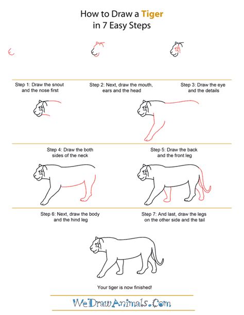 How To Draw A Tiger