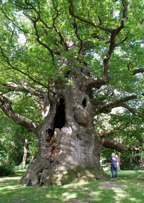 Pedunculate Oak Majesty In Fredville Park Nonington England United