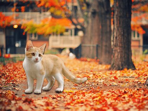 Kitten With Leaves Wallpapers - Wallpaper Cave