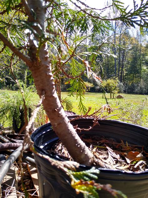 Planting Tree With Crooked Trunk Gardening And Landscaping Stack Exchange