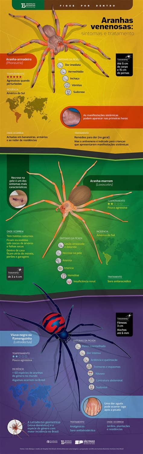 Como E Picada De Aranha - Picada De Aranha: Como Identificar, Como Tratar E Sintomas – ZLHLBD