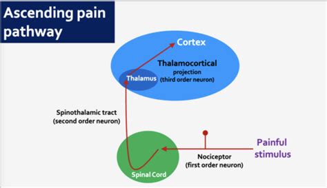 Cns Pns And Functional Anatomy Flashcards Quizlet