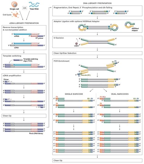 Nebnext Ultra Ii Rna Library Prep Kit For Illumina E7770 New England