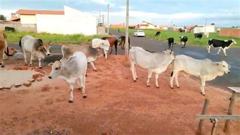 Prefeitura De Monteiro Realiza Servi O De Apreens O De Animais Em Vias