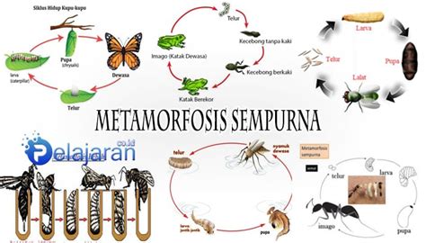 Pengertian Metamorfosis Sempurna dan Contohnya Lengkap