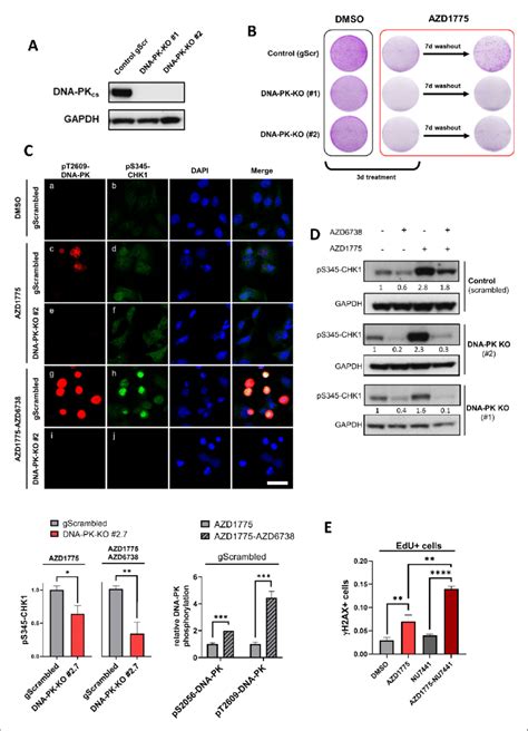 DNA PK Regulates Recovery Of Replication And Survival In Response To