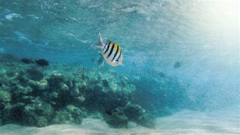 Foto Subaqu Tica Bonita Dos Lotes Dos Peixes Corais Coloridos Que Nadam