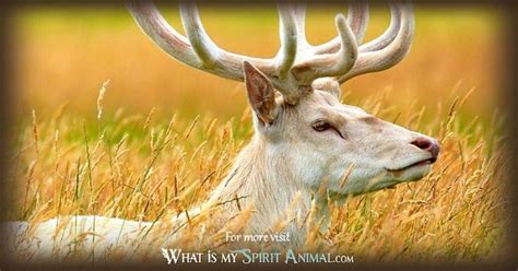 White Stag Symbolism & Meaning | Spirit, Totem, & Power Animal | Power ...