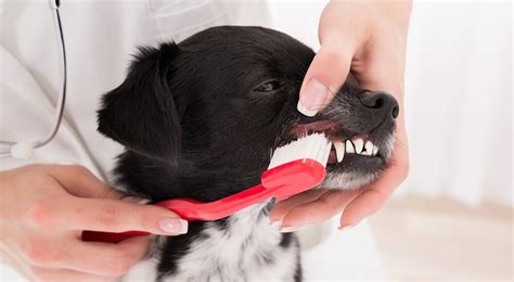 Dog Gums Bleed When Brushing: What To Do?