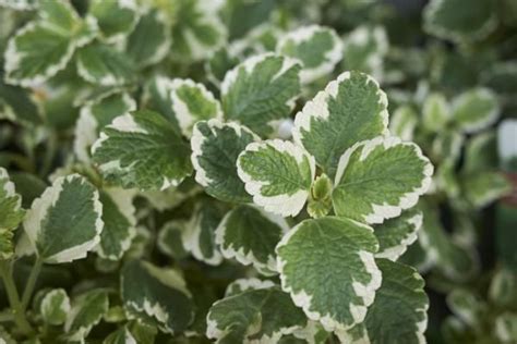 Planta de incienso o Plectranthus coleoides cuidados Guía completa