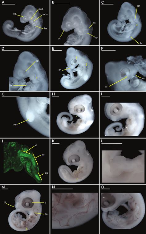 Overview of embryonic developmental stages A to F, erected in this ...