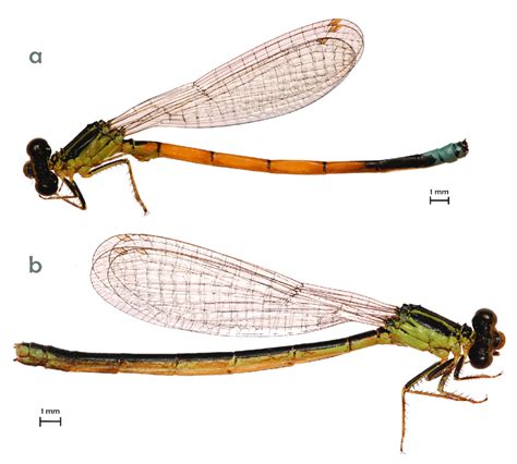 Ischnura Praematura Sp Nov Holotype ♂ A And ♀ Allotype B Download Scientific Diagram