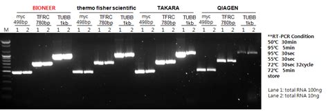 AccuPower RocketScript RT PCR Master Mix RNase H Minus 2X 1ml