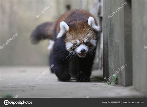 Red Panda Zoo Japan — Stock Photo © Paylessimages #683641306