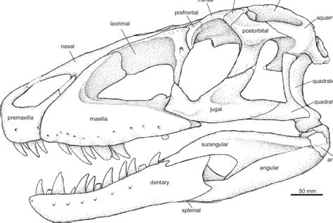 Reconstruction Of The Pseudosuchian Archosaur Prestosuchus Chiniquensis