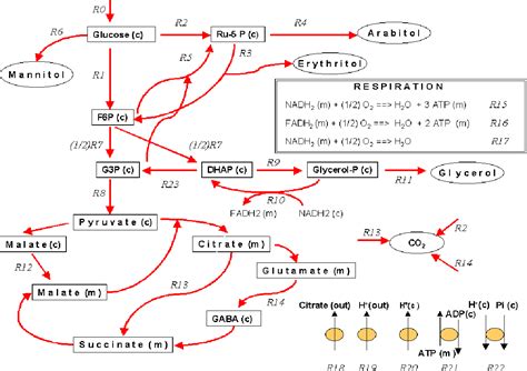 Pdf Optimization Of The Citric Acid Production By Aspergillus Niger