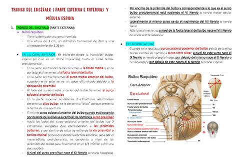 Solution Resumen Tronco Del Enc Falo Y M Dula Espinal Studypool