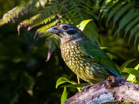 kuranda aussie bird spots