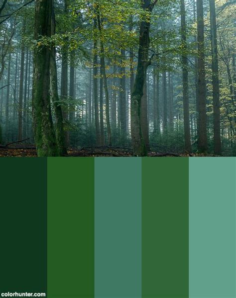 Forest+Color+Scheme | Forest color, Enchanted forest coloring, Soothing paint colors