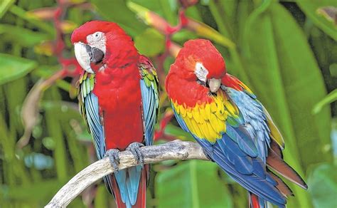 Colorido Plumaje De La Guacamaya Roja La Hace Presa De Depredación