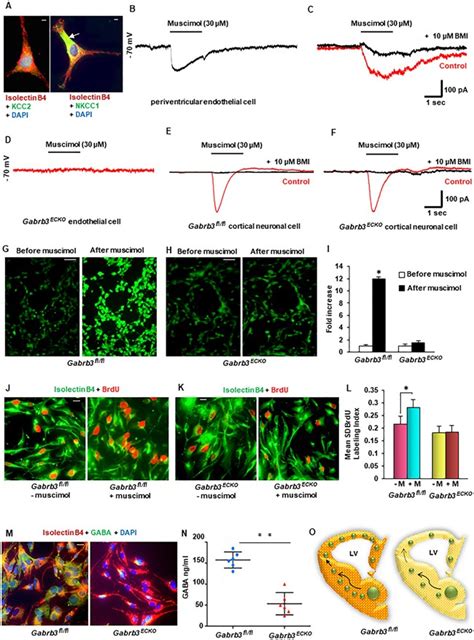 Endothelial Cell Derived Gaba Signaling Modulates Neuronal Migration