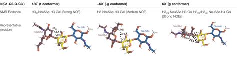 Frontiers Molecular Recognition Insights Of Sialic Acid Glycans By Distinct Receptors Unveiled