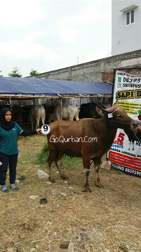 Sapi Bima Qurban Kode Di Jakarta Goqurban Jual Kambing