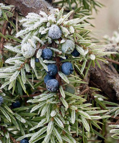 Shrubs with winter berries: 10 colorful choices | Homes & Gardens