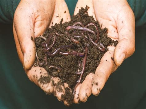 ରଜଗର ଦଉଛ ଜଆ Benefits of vermicompost in agriculture and how it