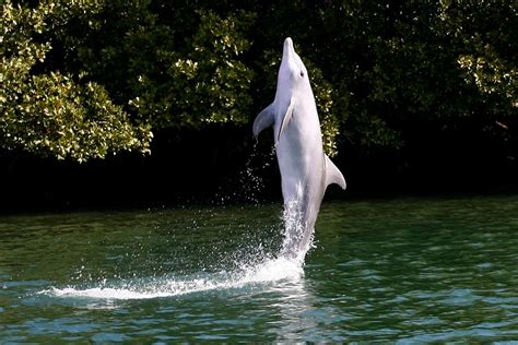 Dolphins Learn From Each Other To Walk On Water Public Engagement