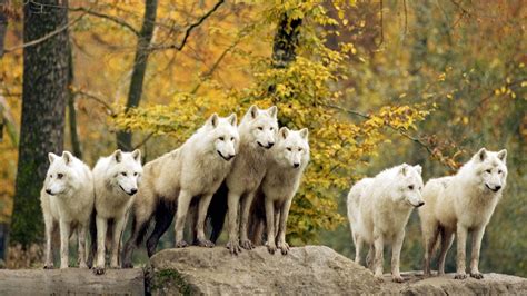 white wolf pack - Desktop Wallpaper