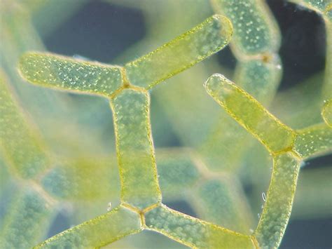 Chlorophyta Green Algae — The Biology Primer