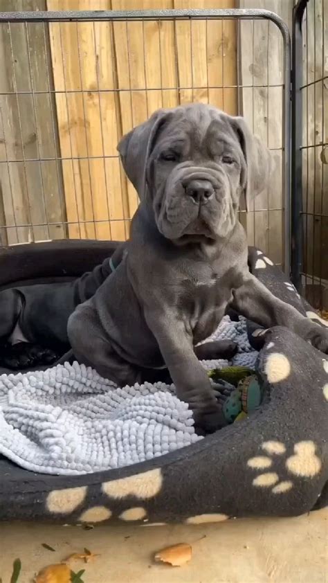 Adorable Cane Corso Puppies Greet Dad In Dog Bed 🐶 ️ Cute And Gorgeous