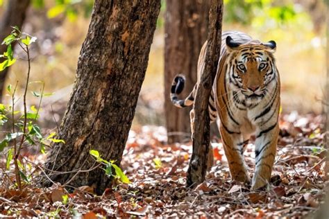 How to Participate in Tiger Conservation in India