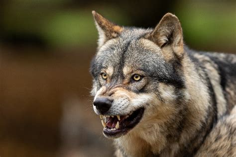 Abruzzo Un Lupo Aggredisce Un Cane E La Sua Padrona