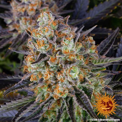 LSD Strain | BARNEYS FARM UK